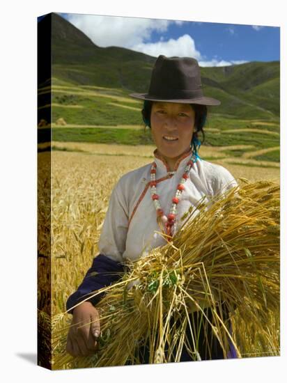 Tibetan Farmer Harvesting Barley, East Himalayas, Tibet, China-Keren Su-Premier Image Canvas