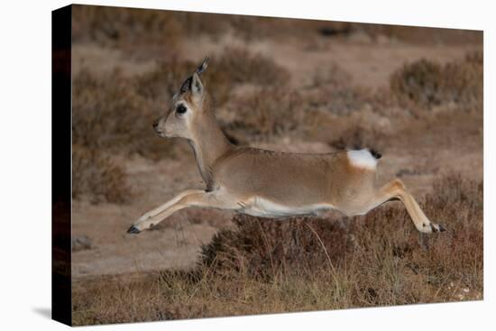 Tibetan gazelle leaping, in mid air, Tibetan Plateau, China-Staffan Widstrand / Wild Wonders of China-Premier Image Canvas