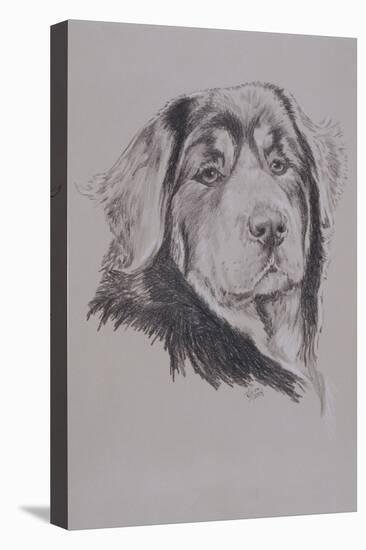 Tibetan Mastiff-Barbara Keith-Premier Image Canvas