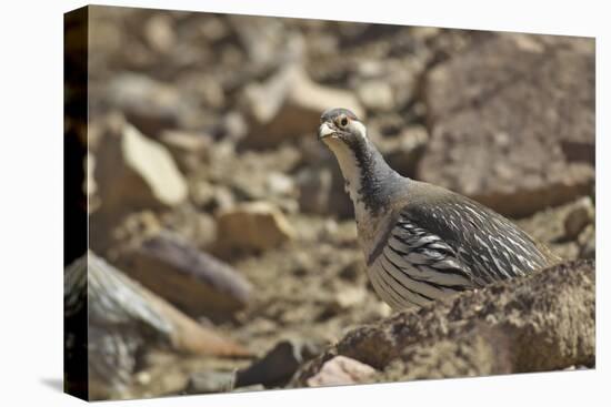 Tibetan Snowcock (Tetraogallus Tibetanus) Mount Qomolangma National Park-Dong Lei-Premier Image Canvas