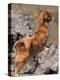 Tibetan Spaniel Perching on Rocks for a Better View-Adriano Bacchella-Premier Image Canvas