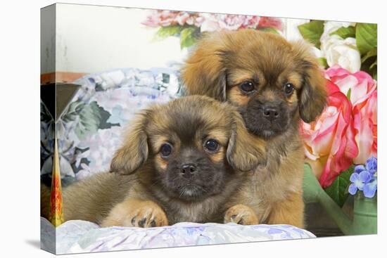 Tibetan Spaniel Two Puppies with Flowers-null-Premier Image Canvas