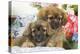 Tibetan Spaniel Two Puppies with Flowers-null-Premier Image Canvas