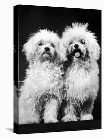 Tibetan Terrier Dogs-Hank Walker-Premier Image Canvas