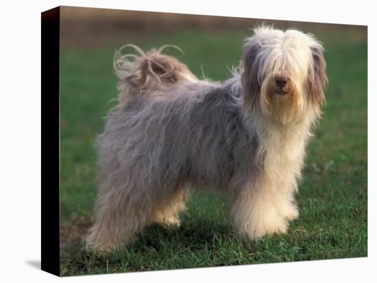 Tibetan Terrier Standing on Grass-Adriano Bacchella-Premier Image Canvas