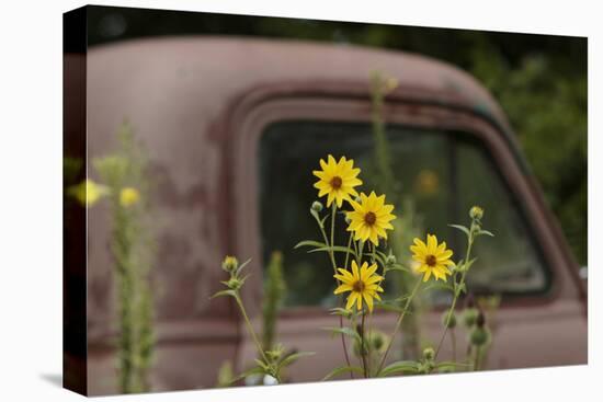 Tickseed Sunflower in Late Summer, and Old Abandoned Truck, Minnesota-Adam Jones-Premier Image Canvas