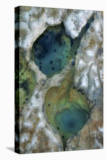 Tide Pool Detail-Vincent James-Premier Image Canvas