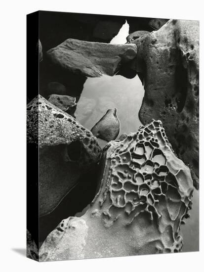 Tide Pool, Point Lobos, 1977 (gelatin silver print)-Brett Weston-Premier Image Canvas