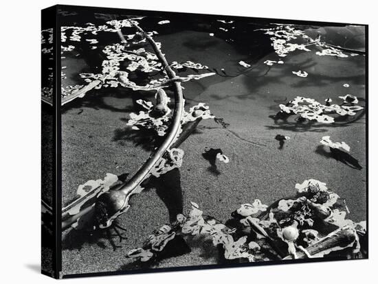 Tide Pool with Kelp (b/w photo)-Brett Weston-Premier Image Canvas