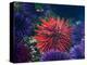 Tide Pool With Sea Urchins, Olympic Peninsula, Washington, USA-Charles Sleicher-Premier Image Canvas