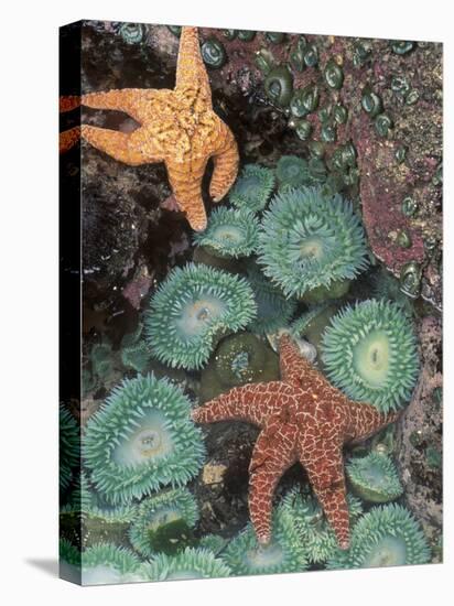 Tidepool of Sea Stars, Green Anemones on the Oregon Coast, USA-Stuart Westmoreland-Premier Image Canvas