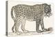 Tiger, 1850 (Engraving)-Louis Simon (1810-1870) Lassalle-Premier Image Canvas