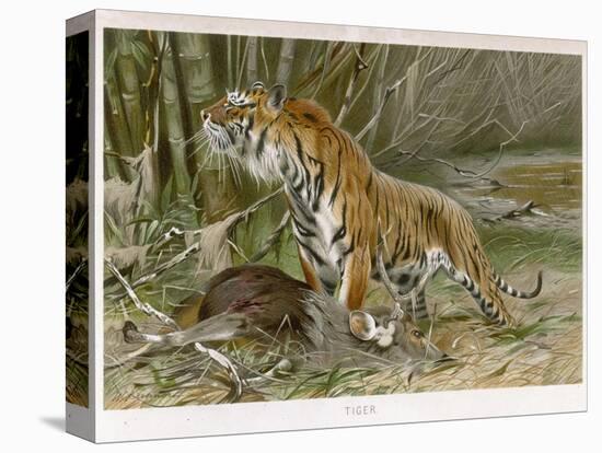 Tiger and Its Freshly Killed Prey a Deer in This Case-Wilhelm Kuhnert-Premier Image Canvas