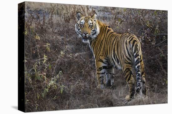 Tiger, Bandhavgarh National Park, India-Art Wolfe-Premier Image Canvas
