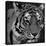 Tiger Black And White-Jace Grey-Stretched Canvas