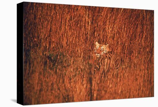 Tiger, Camouflaged Amid Tall, Golden Grass, Setting Out at Dusk For Night of Hunting-Stan Wayman-Premier Image Canvas