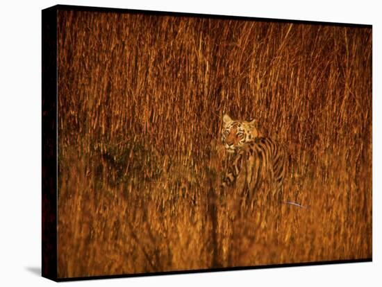 Tiger, Camouflaged Amidst Tall, Golden Grass, Setting Out at Dusk for Night of Hunting-Stan Wayman-Premier Image Canvas