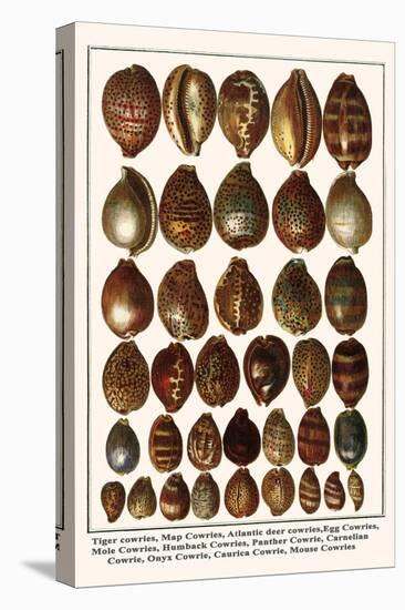 Tiger Cowries, Map Cowries, Atlantic Deer Cowries, Egg Cowries, Mole Cowries, Humback Cowries, etc.-Albertus Seba-Stretched Canvas