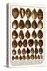 Tiger Cowries, Map Cowries, Atlantic Deer Cowries, Egg Cowries, Mole Cowries, Humback Cowries, etc.-Albertus Seba-Stretched Canvas