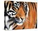 Tiger Crop-Sarah Stribbling-Stretched Canvas