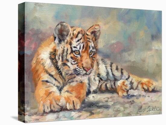 Tiger Cub Lounging-David Stribbling-Stretched Canvas