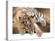 Tiger Cub-Paul Miners-Stretched Canvas