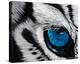 Tiger Eye-Jan Henderson-Stretched Canvas