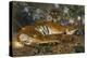 Tiger from Annam; Tigre de l'Annam-Gustave Surand-Premier Image Canvas