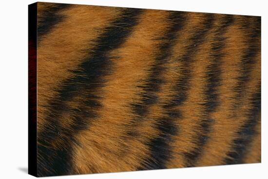 Tiger Fur-DLILLC-Premier Image Canvas