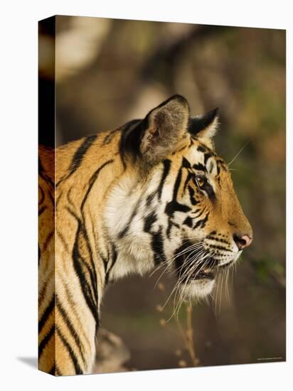 Tiger, Head Profile, Bandhavgarh National Park, India-Tony Heald-Premier Image Canvas