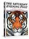 "Tiger Head," Saturday Evening Post Cover, September 18, 1926-Paul Bransom-Premier Image Canvas