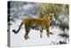 Tiger in a Winter Landscape, 1912 (Oil on Canvas)-Hugo Ungewitter-Premier Image Canvas