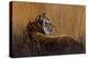 Tiger in Grass-Harro Maass-Premier Image Canvas