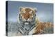 Tiger in Snow-Harro Maass-Premier Image Canvas