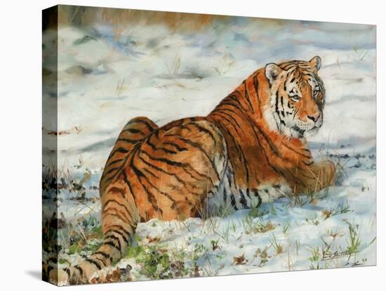 Tiger in Snow-David Stribbling-Stretched Canvas