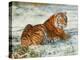 Tiger in Snow-David Stribbling-Stretched Canvas