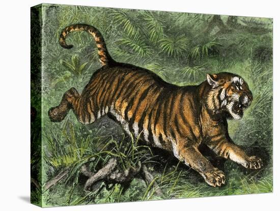 Tiger in the Wild, 1800s-null-Premier Image Canvas