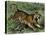 Tiger in the Wild, 1800s-null-Premier Image Canvas