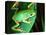 Tiger Leg Monkey Frog, Native to Peru-David Northcott-Premier Image Canvas