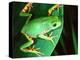 Tiger Leg Monkey Frog, Native to Peru-David Northcott-Premier Image Canvas