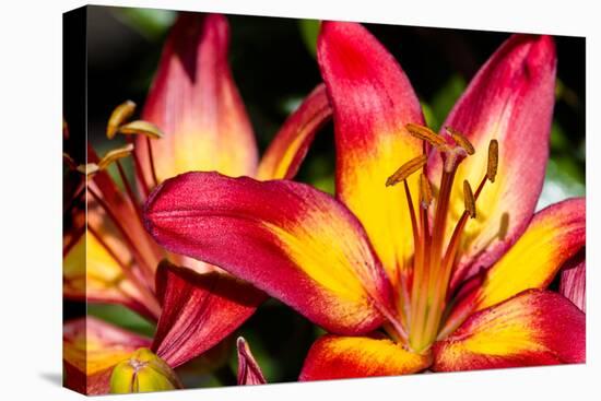 Tiger Lily Flowers-null-Premier Image Canvas