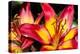 Tiger Lily Flowers-null-Premier Image Canvas