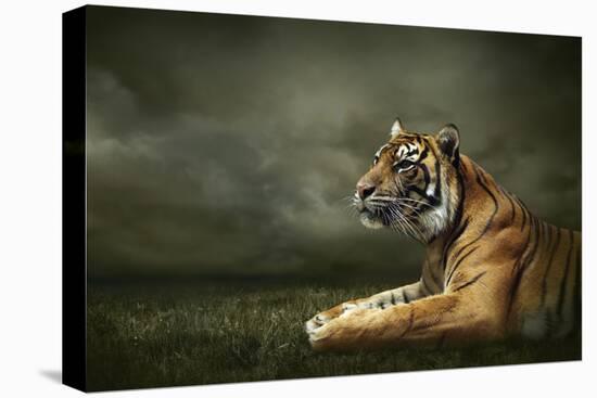 Tiger Looking And Sitting Under Dramatic Sky With Clouds-yuran-78-Premier Image Canvas