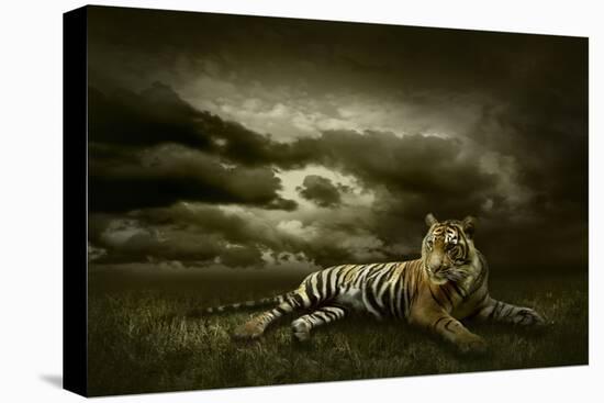 Tiger Looking And Sitting Under Dramatic Sky With Clouds-yuran-78-Premier Image Canvas