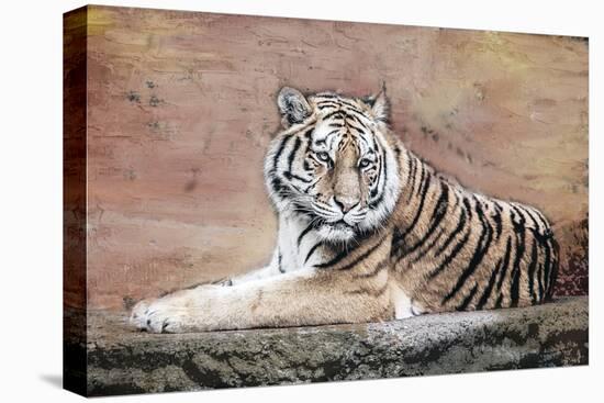 Tiger Love V2-Kimberly Allen-Stretched Canvas