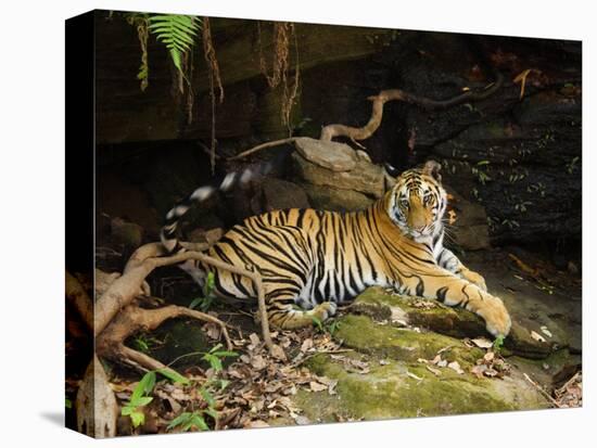 Tiger, Lying on Stone and Flicking Tail, Bandhavgarh National Park, India-Tony Heald-Premier Image Canvas