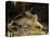 Tiger, Lying on Stone and Flicking Tail, Bandhavgarh National Park, India-Tony Heald-Premier Image Canvas