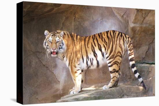 Tiger on Ledge-Lantern Press-Stretched Canvas