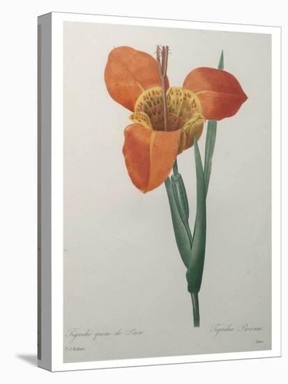 Tiger or Shell Flower-Pierre-Joseph Redoute-Stretched Canvas