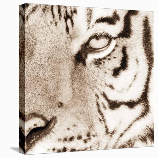 Tiger Pattern-Frank & Susann Parker-Stretched Canvas